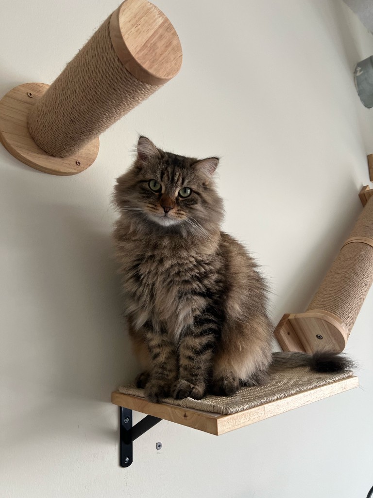 Moto sitting on a wall-mounted cat shelf