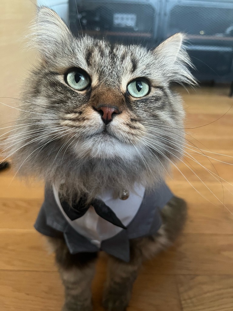 Moto, a fluffy tabby cat in a tuxedo